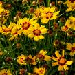 Krásnoočko velkokvěté 'Sunkiss' - Coreopsis grandiflora 'Sunkiss'