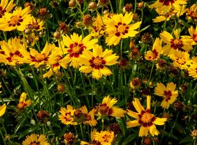 Krásnoočko velkokvěté 'Sunkiss' - Coreopsis grandiflora 'Sunkiss'