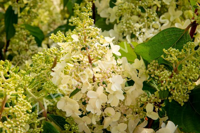 Hortenzie latnatá 'Pinky Winky' - Hydrangea paniculata 'Pinky Winky'