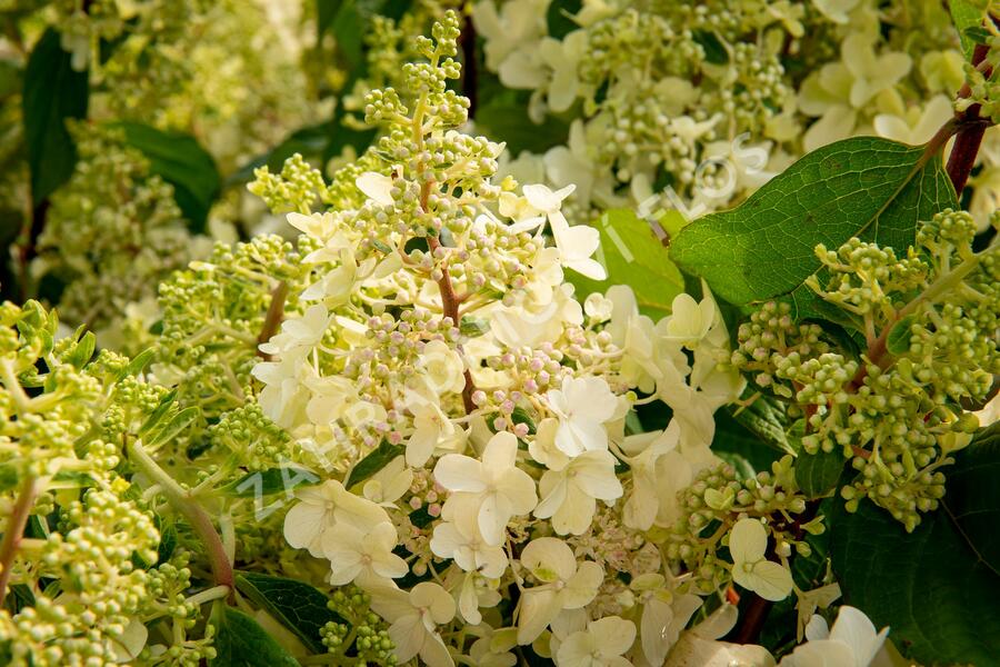 Hortenzie latnatá 'Pinky Winky' - Hydrangea paniculata 'Pinky Winky'