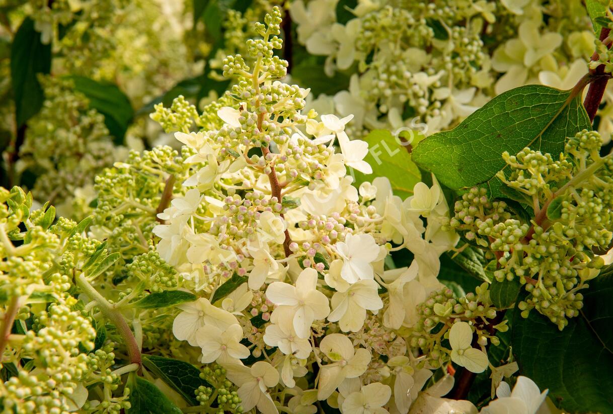 Hortenzie latnatá 'Pinky Winky' - Hydrangea paniculata 'Pinky Winky'