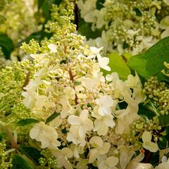 Hortenzie latnatá 'Pinky Winky' - Hydrangea paniculata 'Pinky Winky'