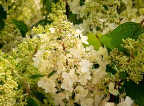 Hortenzie latnatá 'Pinky Winky' - Hydrangea paniculata 'Pinky Winky'