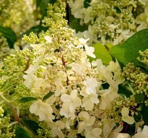 Hortenzie latnatá 'Pinky Winky' - Hydrangea paniculata 'Pinky Winky'