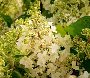 Hortenzie latnatá 'Pinky Winky' - Hydrangea paniculata 'Pinky Winky'