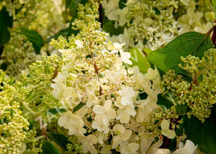 Hortenzie latnatá 'Pinky Winky' - Hydrangea paniculata 'Pinky Winky'