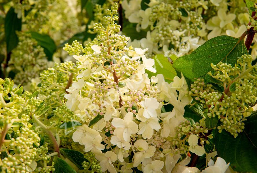 Hortenzie latnatá 'Pinky Winky' - Hydrangea paniculata 'Pinky Winky'