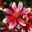 Krásnoočko přeslenité 'Sunstar Rose' - Coreopsis verticillata 'Sunstar Rose'