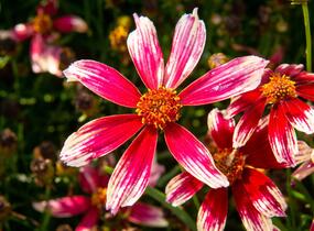 Krásnoočko přeslenité 'Sunstar Rose' - Coreopsis verticillata 'Sunstar Rose'