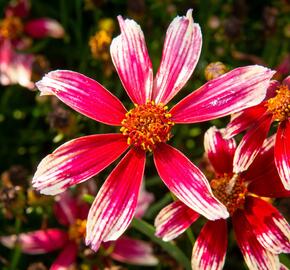 Krásnoočko přeslenité 'Sunstar Rose' - Coreopsis verticillata 'Sunstar Rose'