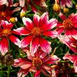 Krásnoočko přeslenité 'Sunstar Rose' - Coreopsis verticillata 'Sunstar Rose'