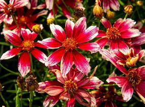 Krásnoočko přeslenité 'Sunstar Rose' - Coreopsis verticillata 'Sunstar Rose'