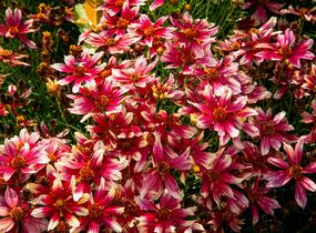 Krásnoočko přeslenité 'Sunstar Rose' - Coreopsis verticillata 'Sunstar Rose'