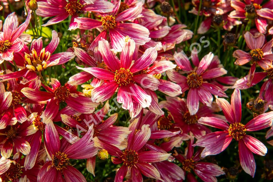Krásnoočko přeslenité 'Sunstar Rose' - Coreopsis verticillata 'Sunstar Rose'