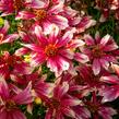Krásnoočko přeslenité 'Sunstar Rose' - Coreopsis verticillata 'Sunstar Rose'
