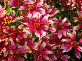 Krásnoočko přeslenité 'Sunstar Rose' - Coreopsis verticillata 'Sunstar Rose'