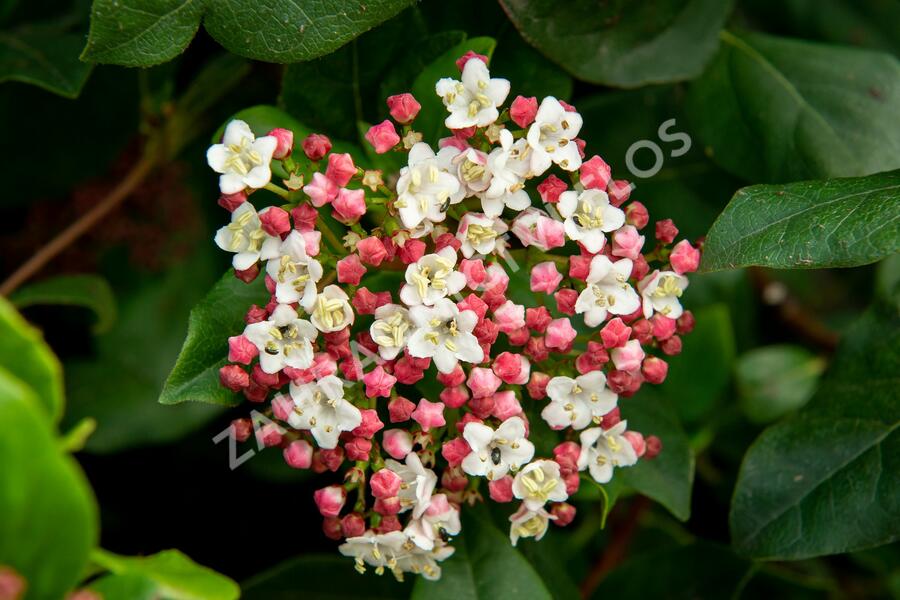 Kalina vavřínová 'Gwenllian' - Viburnum tinus 'Gwenllian'