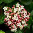 Kalina vavřínová 'Gwenllian' - Viburnum tinus 'Gwenllian'