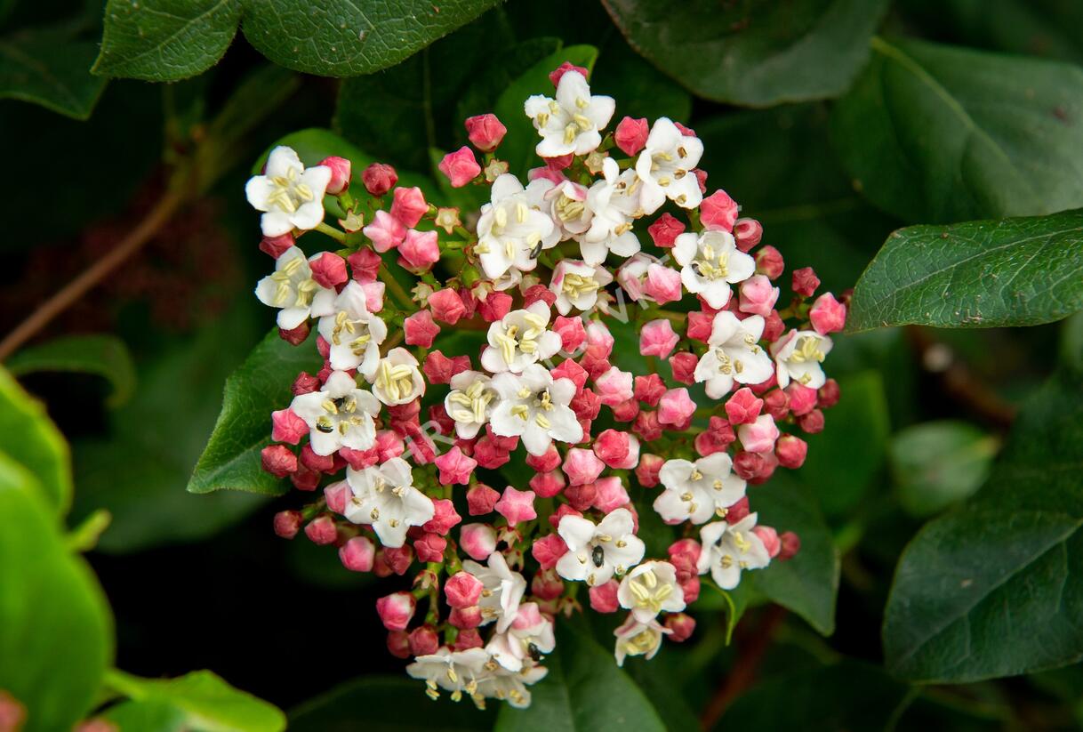Kalina vavřínová 'Gwenllian' - Viburnum tinus 'Gwenllian'