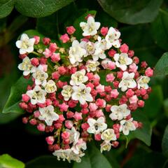 Kalina vavřínová 'Gwenllian' - Viburnum tinus 'Gwenllian'