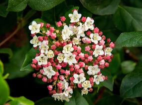 Kalina vavřínová 'Gwenllian' - Viburnum tinus 'Gwenllian'