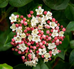 Kalina vavřínová 'Gwenllian' - Viburnum tinus 'Gwenllian'