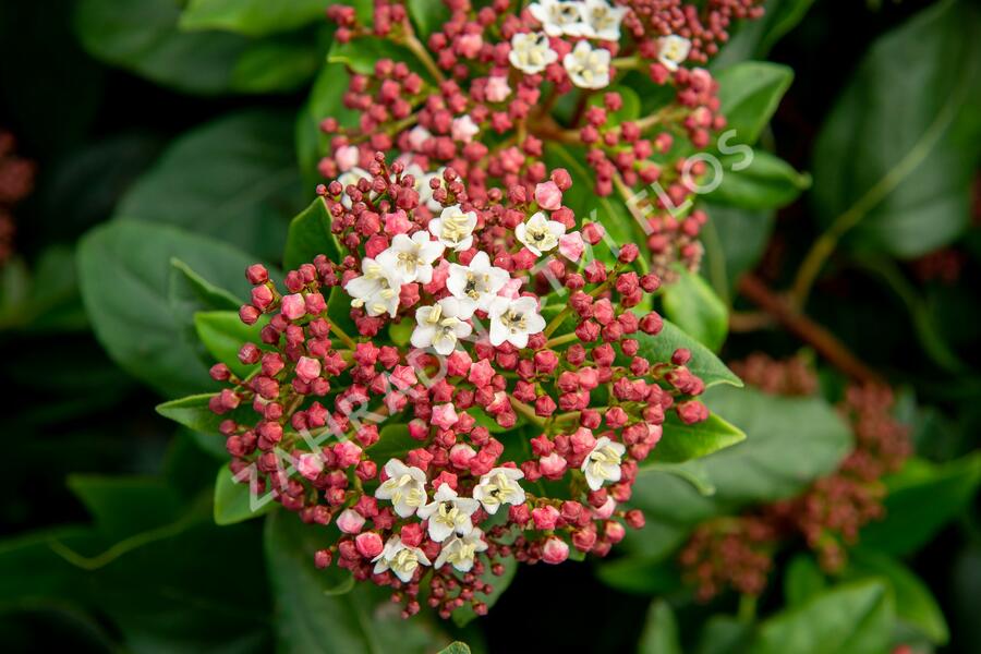 Kalina vavřínová 'Gwenllian' - Viburnum tinus 'Gwenllian'