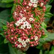 Kalina vavřínová 'Gwenllian' - Viburnum tinus 'Gwenllian'