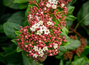 Kalina vavřínová 'Gwenllian' - Viburnum tinus 'Gwenllian'