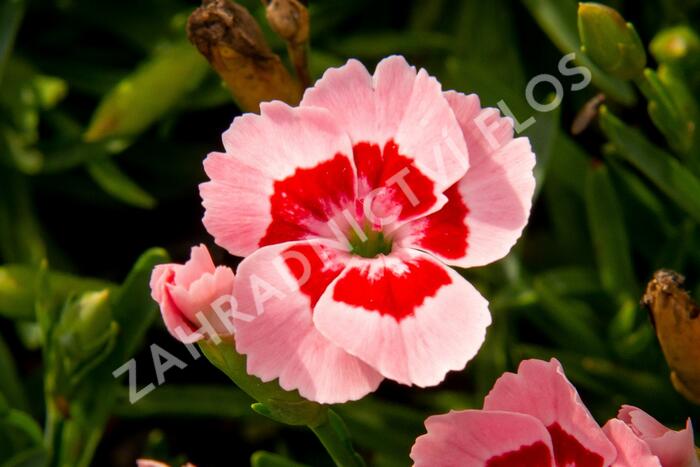 Hvozdík karafiát 'Peach Party' - Dianthus caryophyllus 'Peach Party'