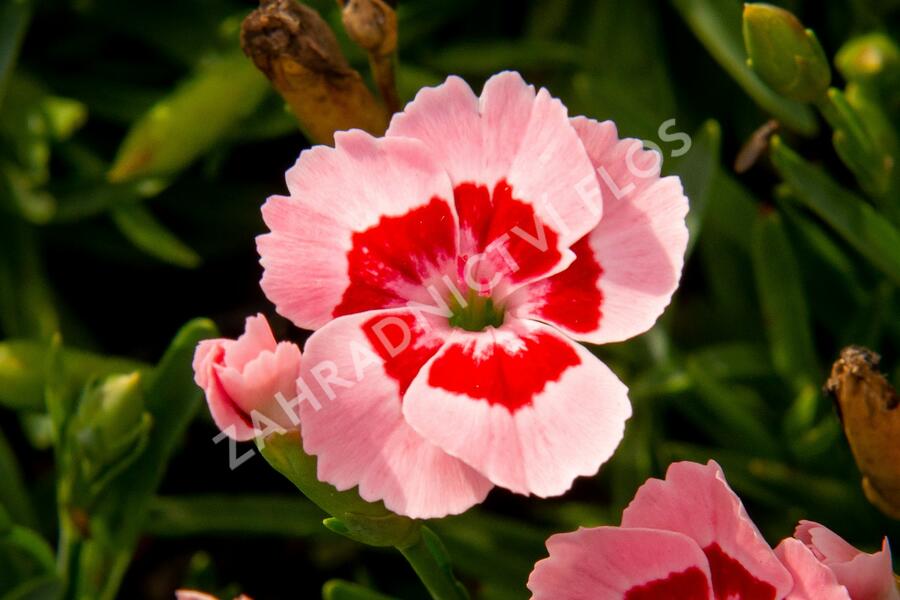 Hvozdík karafiát 'Peach Party' - Dianthus caryophyllus 'Peach Party'