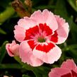 Hvozdík karafiát 'Peach Party' - Dianthus caryophyllus 'Peach Party'