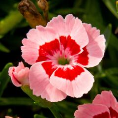Hvozdík karafiát 'Peach Party' - Dianthus caryophyllus 'Peach Party'
