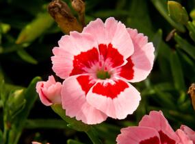Hvozdík karafiát 'Peach Party' - Dianthus caryophyllus 'Peach Party'
