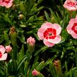 Hvozdík karafiát 'Peach Party' - Dianthus caryophyllus 'Peach Party'