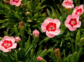 Hvozdík karafiát 'Peach Party' - Dianthus caryophyllus 'Peach Party'