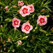 Hvozdík karafiát 'Peach Party' - Dianthus caryophyllus 'Peach Party'