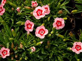 Hvozdík karafiát 'Peach Party' - Dianthus caryophyllus 'Peach Party'