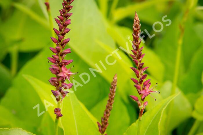 Rdesno 'Golden Arrow' - Bistorta amplexicaulis 'Golden Arrow'