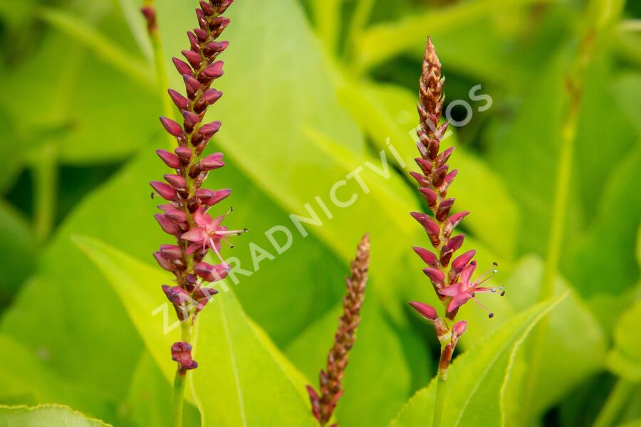 Rdesno 'Golden Arrow' - Bistorta amplexicaulis 'Golden Arrow'