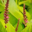 Rdesno 'Golden Arrow' - Bistorta amplexicaulis 'Golden Arrow'