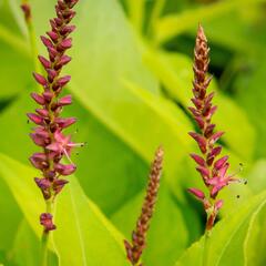 Rdesno 'Golden Arrow' - Bistorta amplexicaulis 'Golden Arrow'