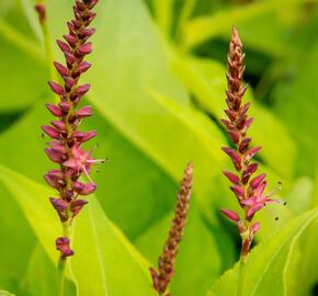 Rdesno 'Golden Arrow' - Bistorta amplexicaulis 'Golden Arrow'