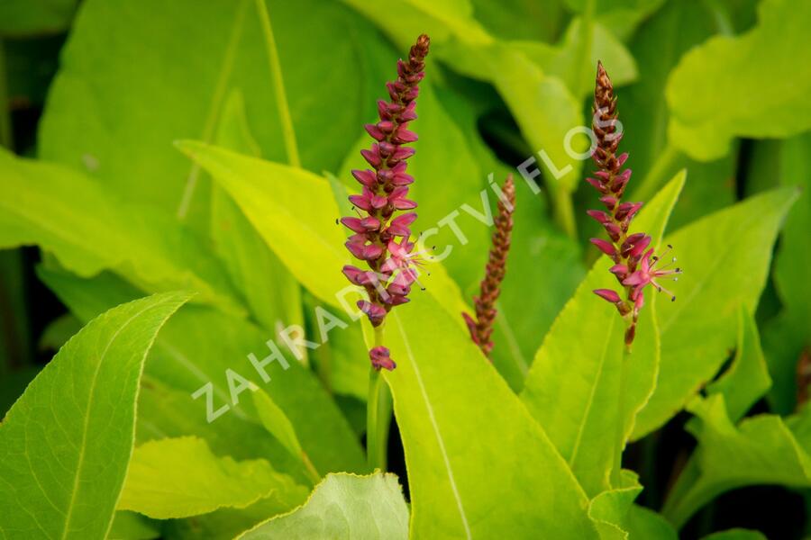Rdesno objímavé 'Golden Arrow' - Bistorta amplexicaulis 'Golden Arrow'