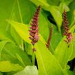 Rdesno 'Golden Arrow' - Bistorta amplexicaulis 'Golden Arrow'