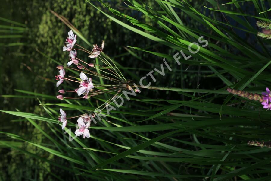 Šmel okoličnatý - Butomus umbellatus