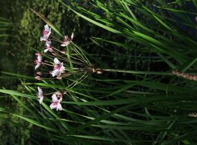 Šmel okoličnatý - Butomus umbellatus