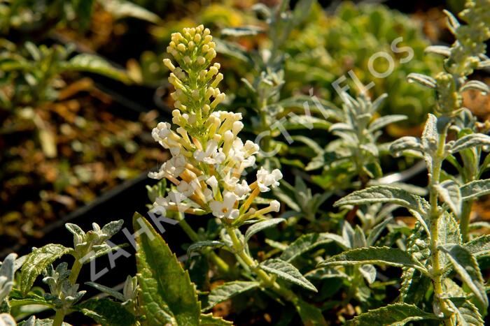 Motýlí keř, Komule Davidova 'Summer Bird Compact Snow' - Buddleja davidii 'Summer Bird Compact Snow'