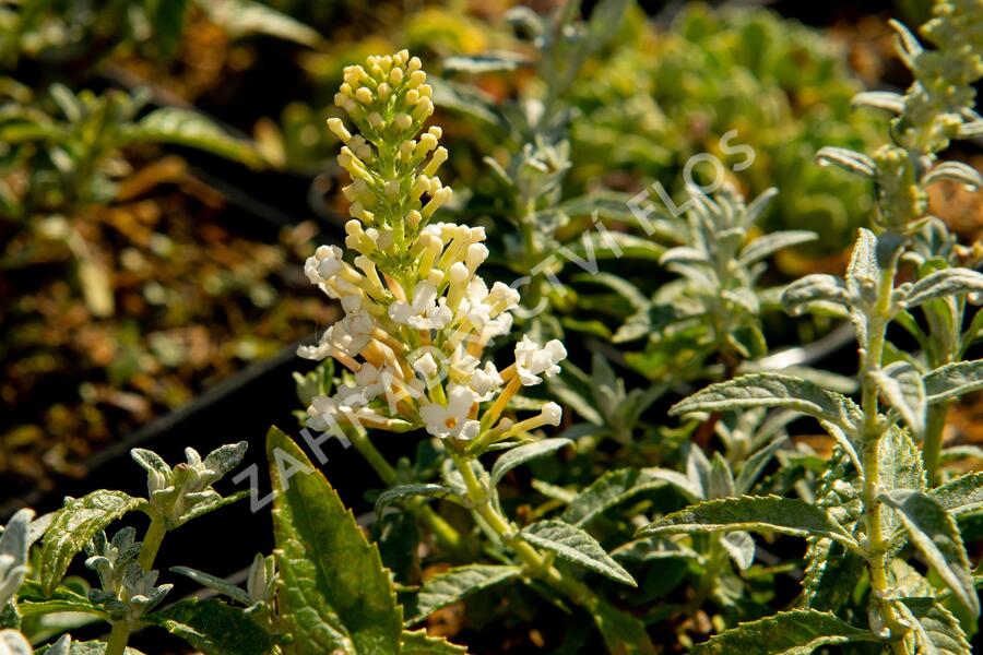 Motýlí keř, Komule Davidova 'Summer Bird Compact Snow' - Buddleja davidii 'Summer Bird Compact Snow'