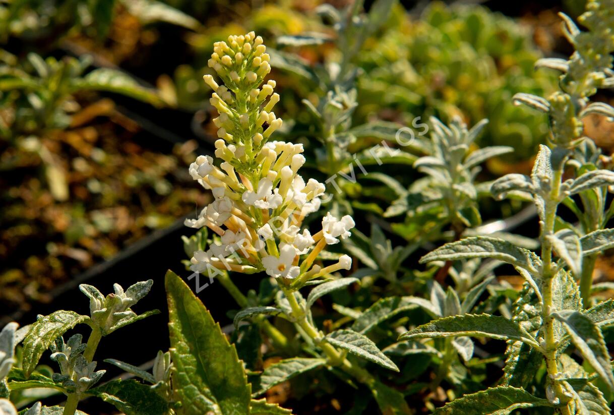 Motýlí keř, Komule Davidova 'Summer Bird Compact Snow' - Buddleja davidii 'Summer Bird Compact Snow'